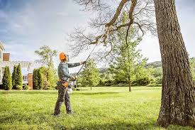 Tree and Shrub Care in Swainsboro, GA