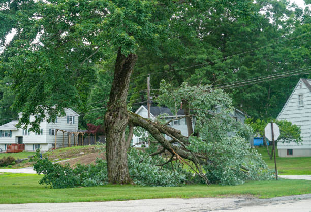 How Our Tree Care Process Works  in  Swainsboro, GA